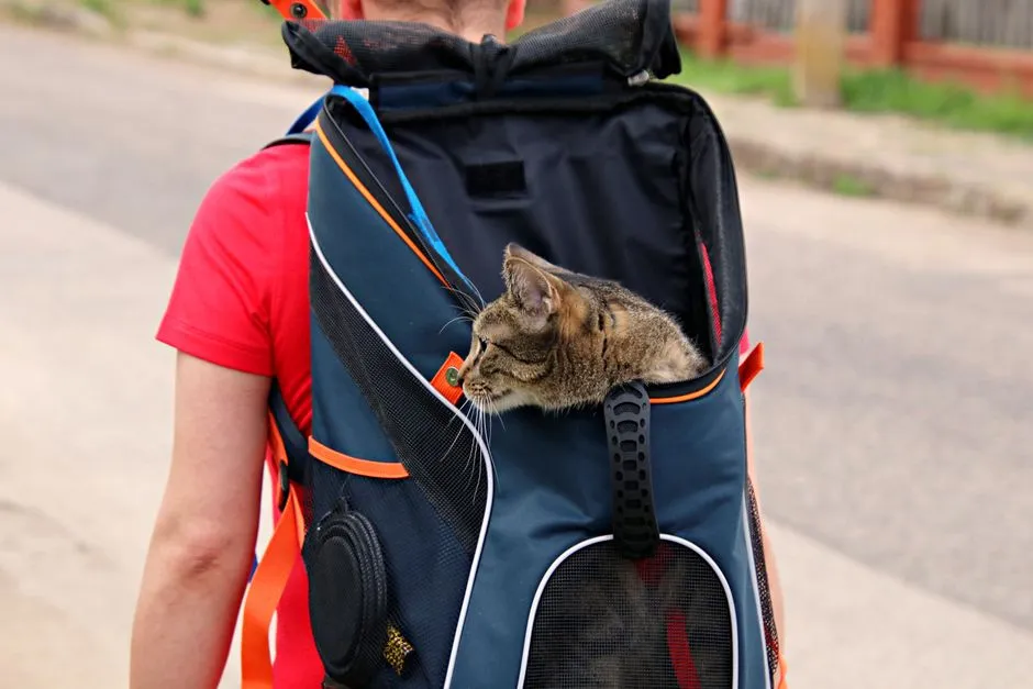 A cat peeking out of a soft travel backpack carrier while its owner walks outdoors