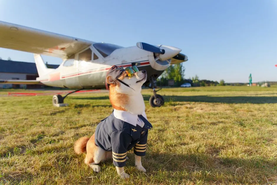 A Shiba Inu dog dressed in a small pilot outfit sitting beside a small aircraft