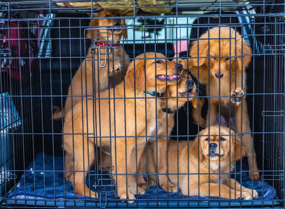 A group of golden retriever puppies inside a metal travel cage, ready for a car trip