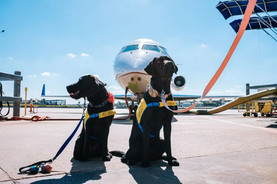 Two Labrador Retrievers wearing service vests at an airport