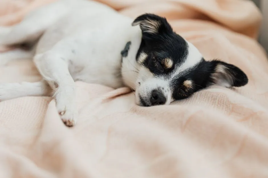 A calm small dog sleeping soundly on a soft bed
