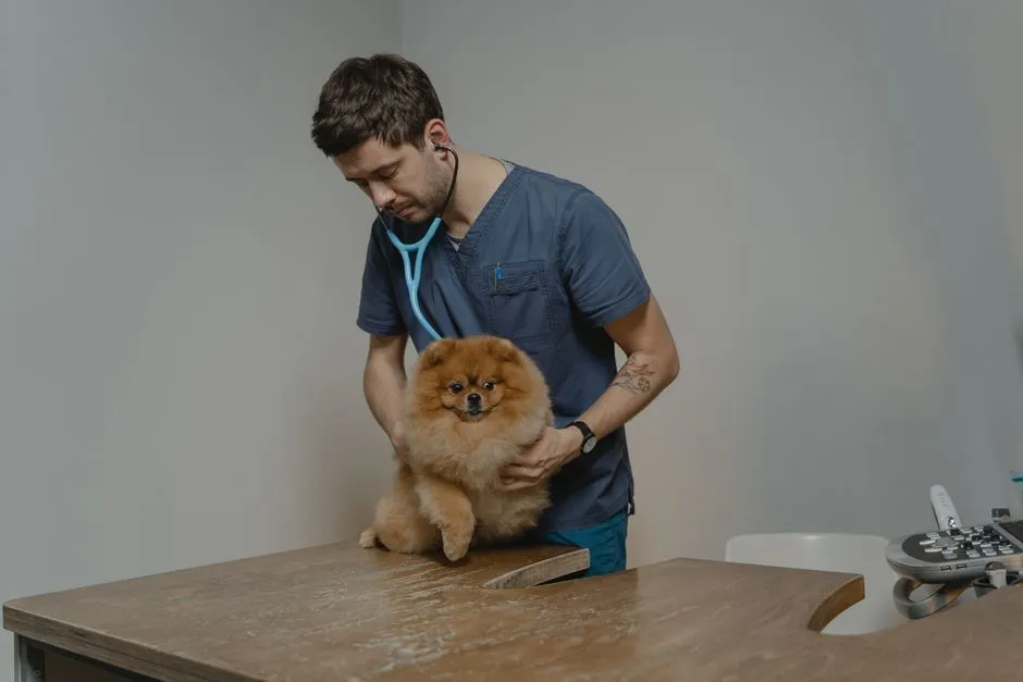 A veterinarian checks a small dog with a stethoscope in a clinic